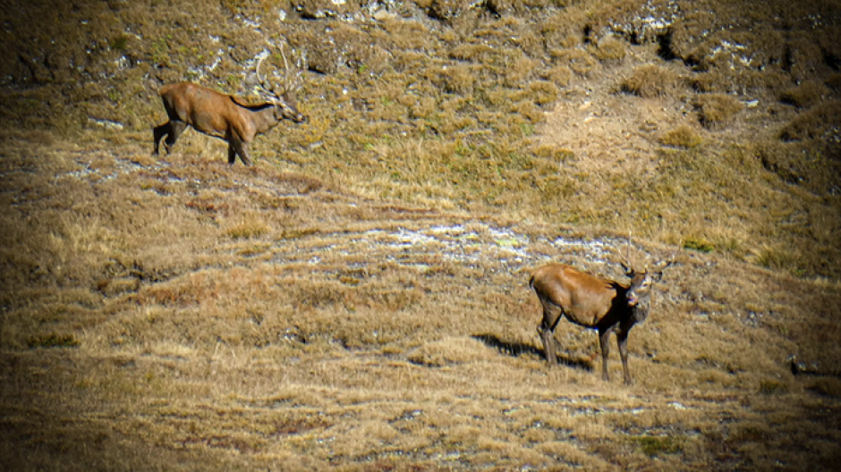 Censiti 329 cervi nei Parchi ossolani, in aumento al Devero