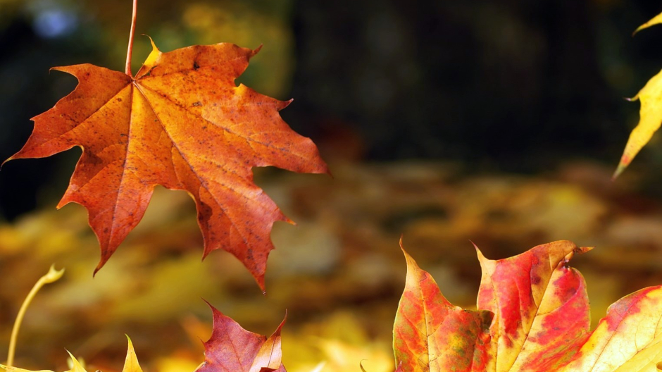 Un pomeriggio d’autunno a Bognanco-San Lorenzo